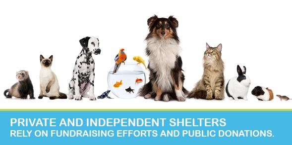 Fundraisers For Animal Shelters: How Can We Help?