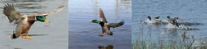 Mallards Landing Association