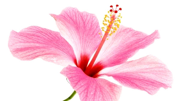 Hibiscus by the Bay Condo Association