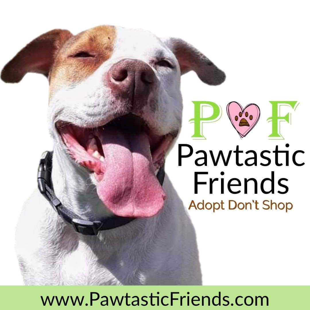 Pawtastic Friends