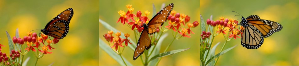 Roseheart Community Butterfly Garden