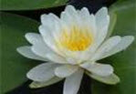 The National Spiritual Alliance
