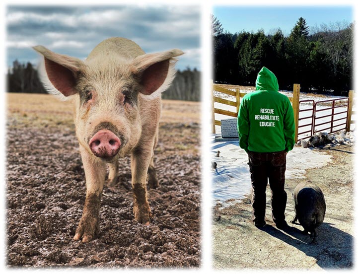 Arthurs Acres Animal Sanctuary Phoenix Barn
