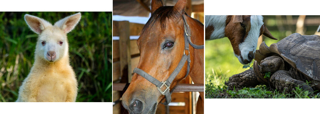 Farmhouse Animal & Nature Sanctuary Walk-of -Fame Fundraiser