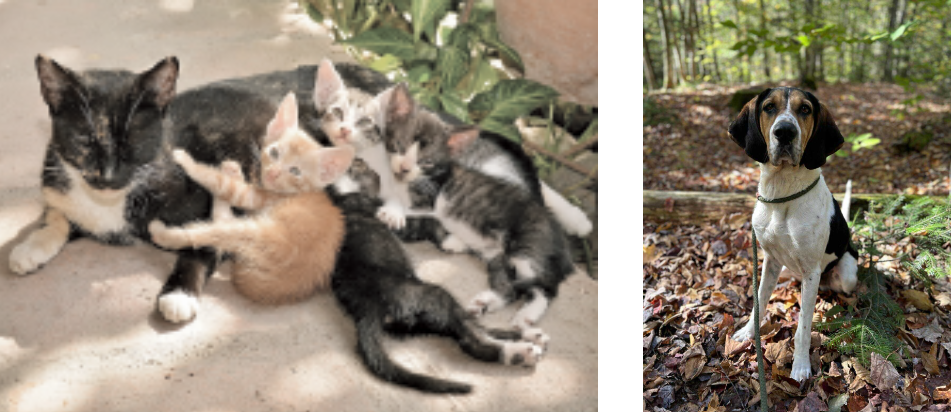 Franklin County Animal Shelter We are Growing!