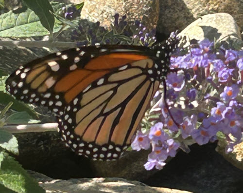 Honoring Moms, Inc. Mom's Park: A permanent place of honor for your mother in Greenville