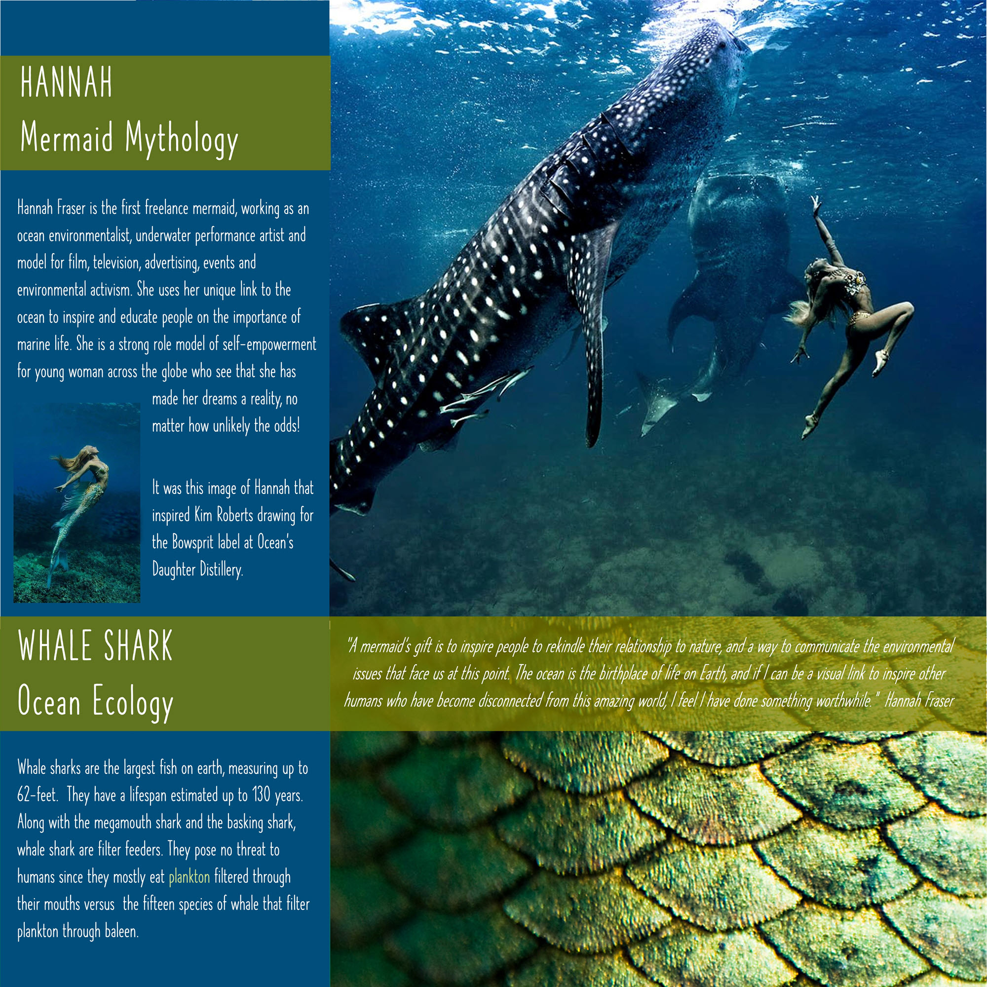 International Mermaid Museum Ocean Ecology From Seashore to Sea Floor Immersed in Mermaid Mythology