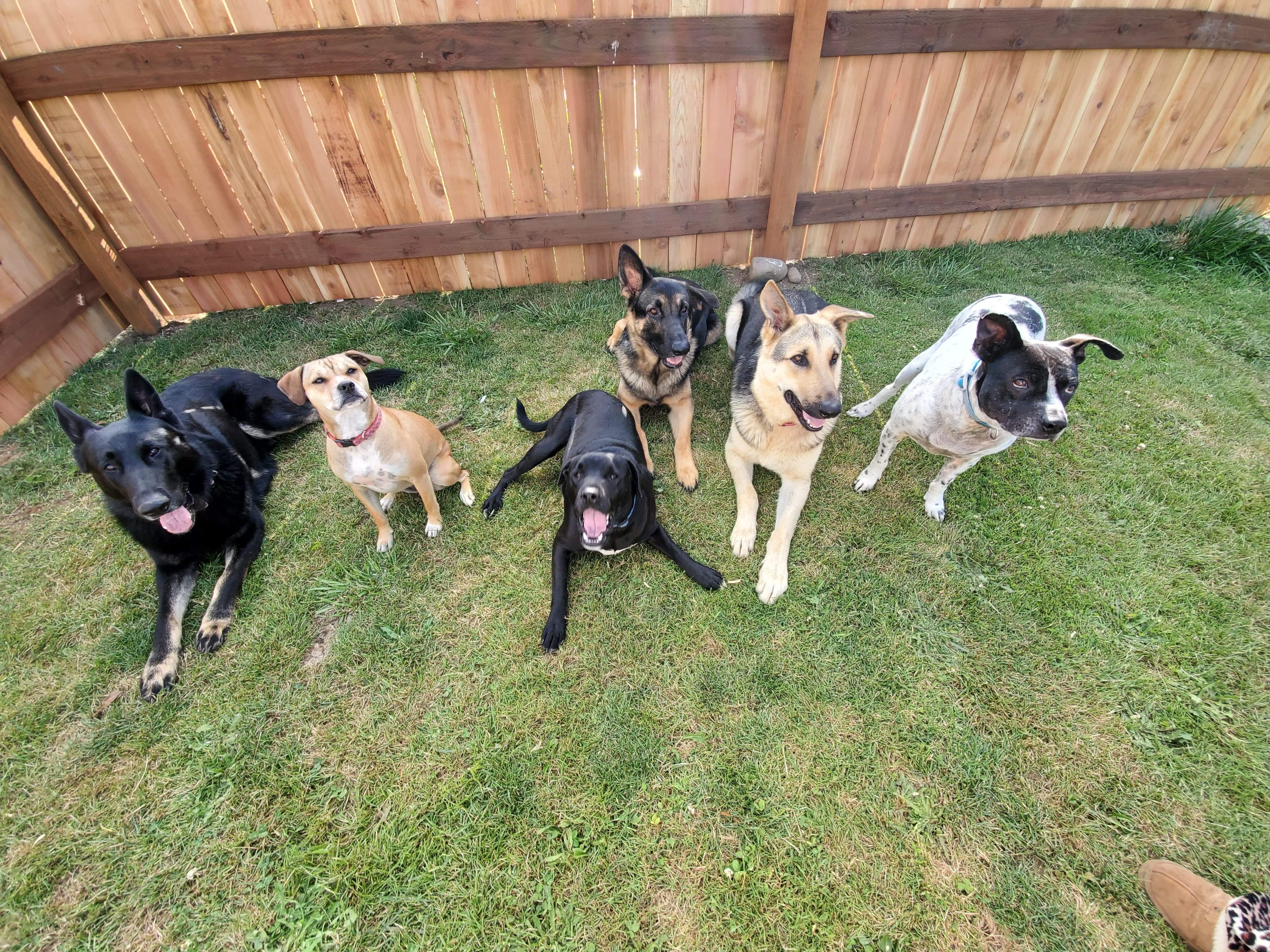 Jenni's Rescue Ranch