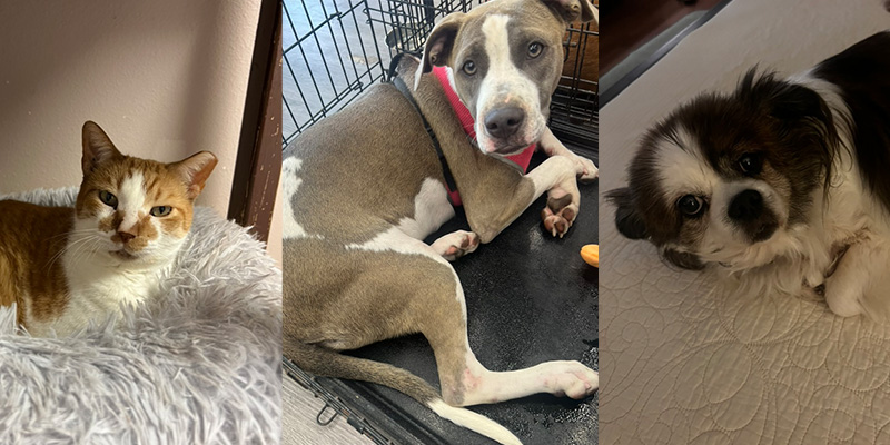 SPCA of San Patricio County