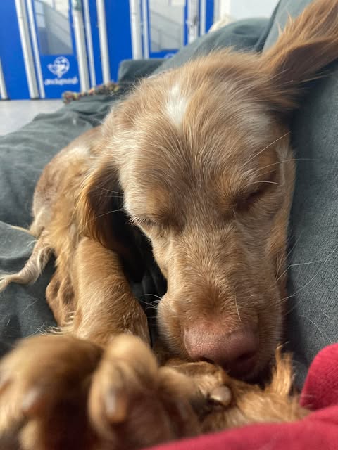 New Beginnings International Sporting Dog Rescue Rescue Ranch Pathway to New Beginnings