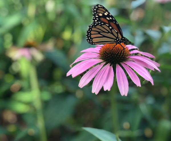 Community Butterfly Garden