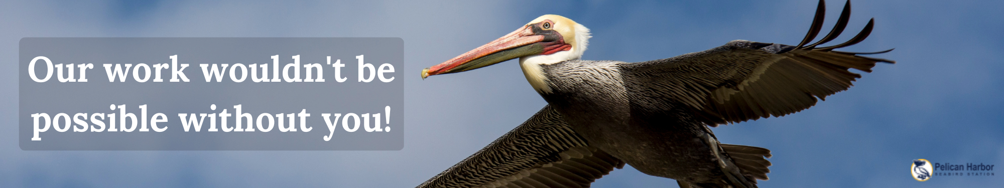 Pelican Harbor Seabird Station Capital Campaign