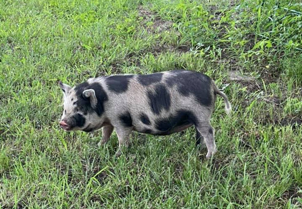 Piggy Sue Rescue