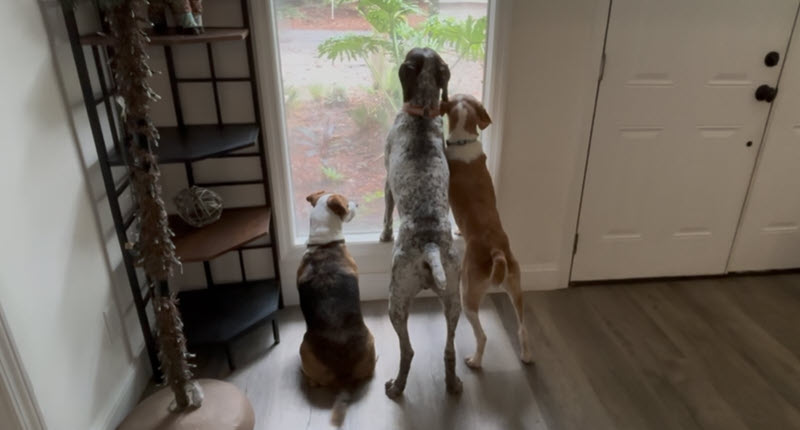 Proud Animal Rescue