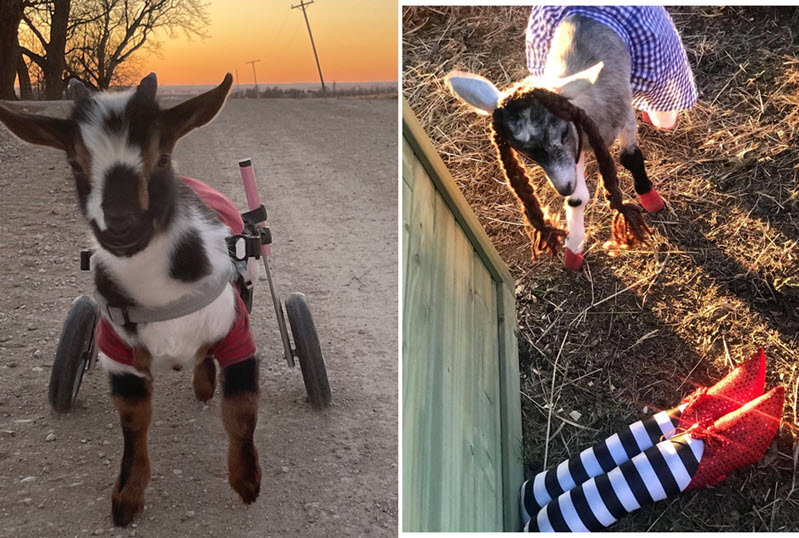 Ruby Slipper Goat Rescue Follow the Yellow Brick Road Fundraiser