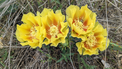 Northern Hills UMC Beatitudes Prayer Walk