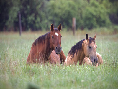 Sanctuary Horses