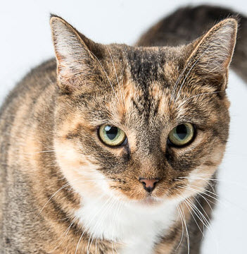 Second Chance Animal Center Join us as we Step into our New Future