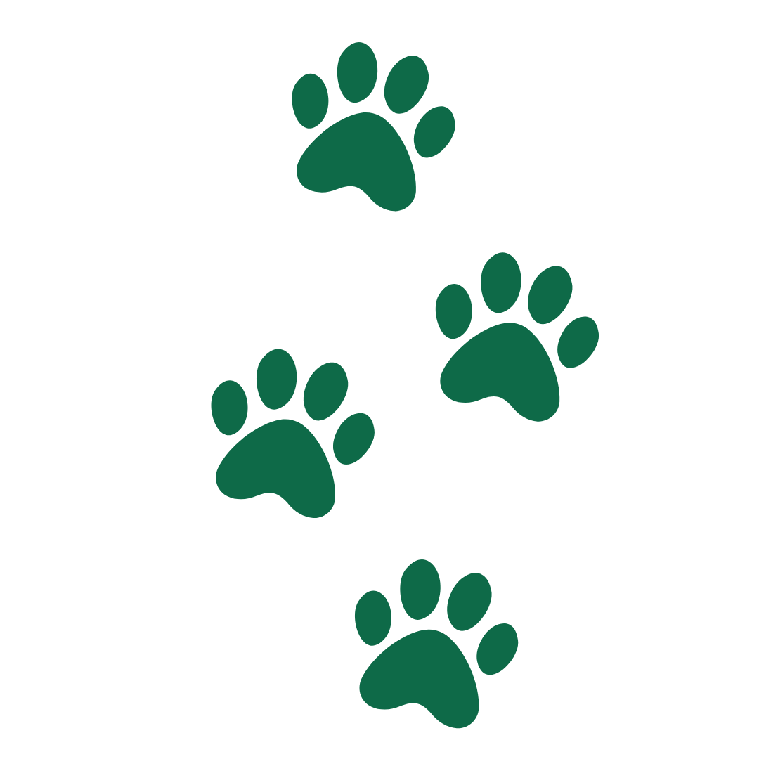 Saint Helena School Saint Helena Tiger Tracks