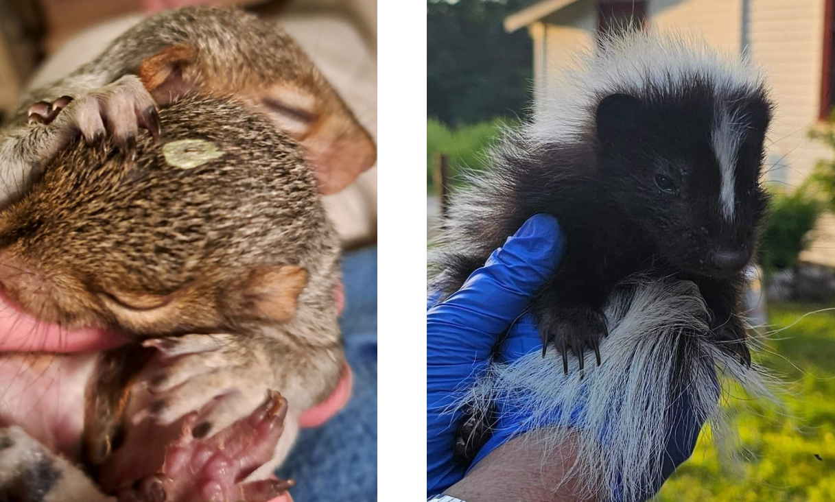 Warren Brook Wildlife Rehabilitation