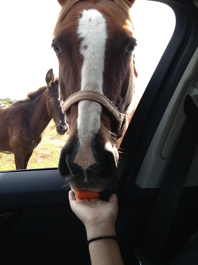 Yaqui Animal Rescue Brick Fundraiser