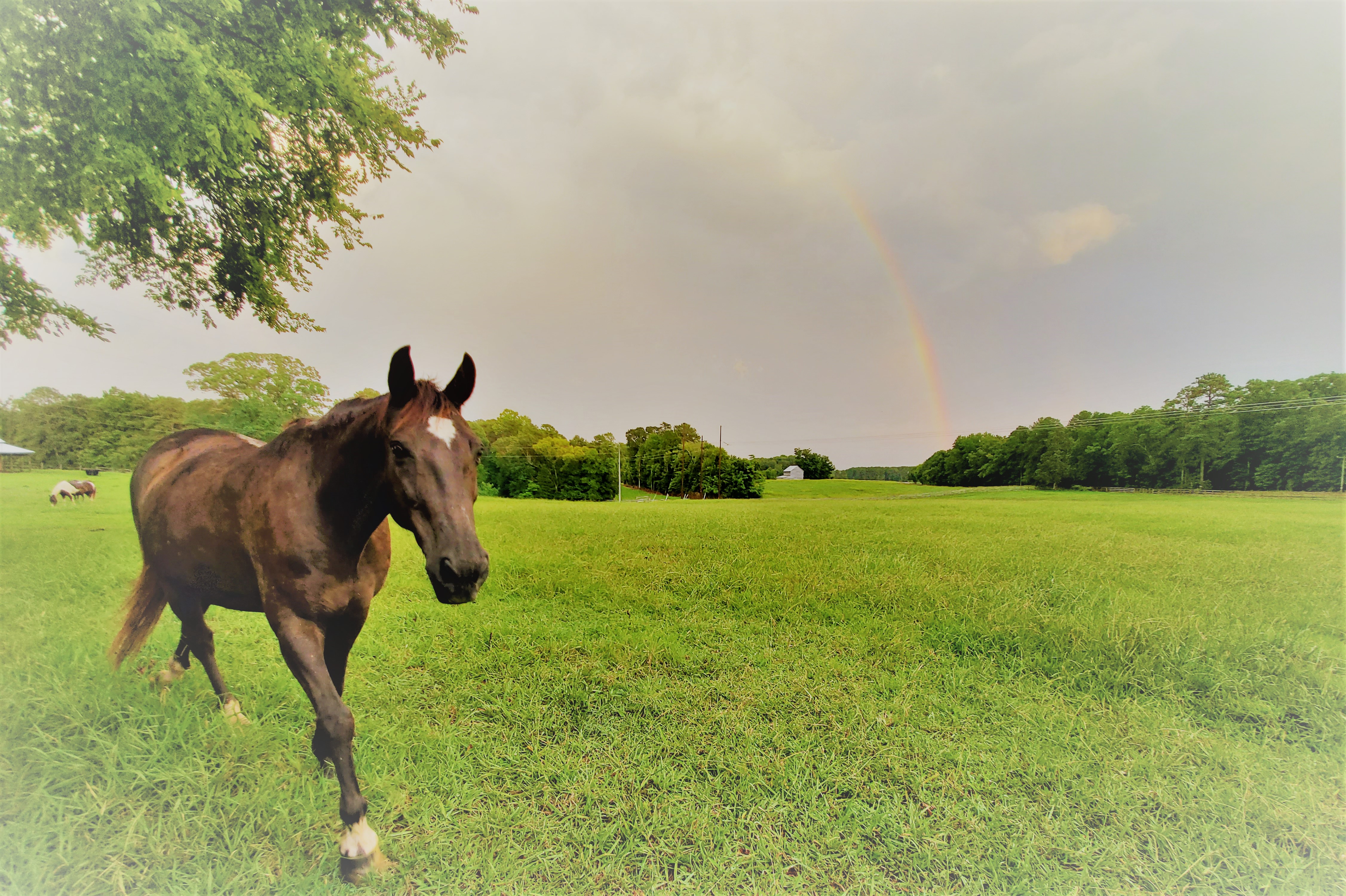 Little Buckets Farm Sanctuary For our Memorial on the Farm