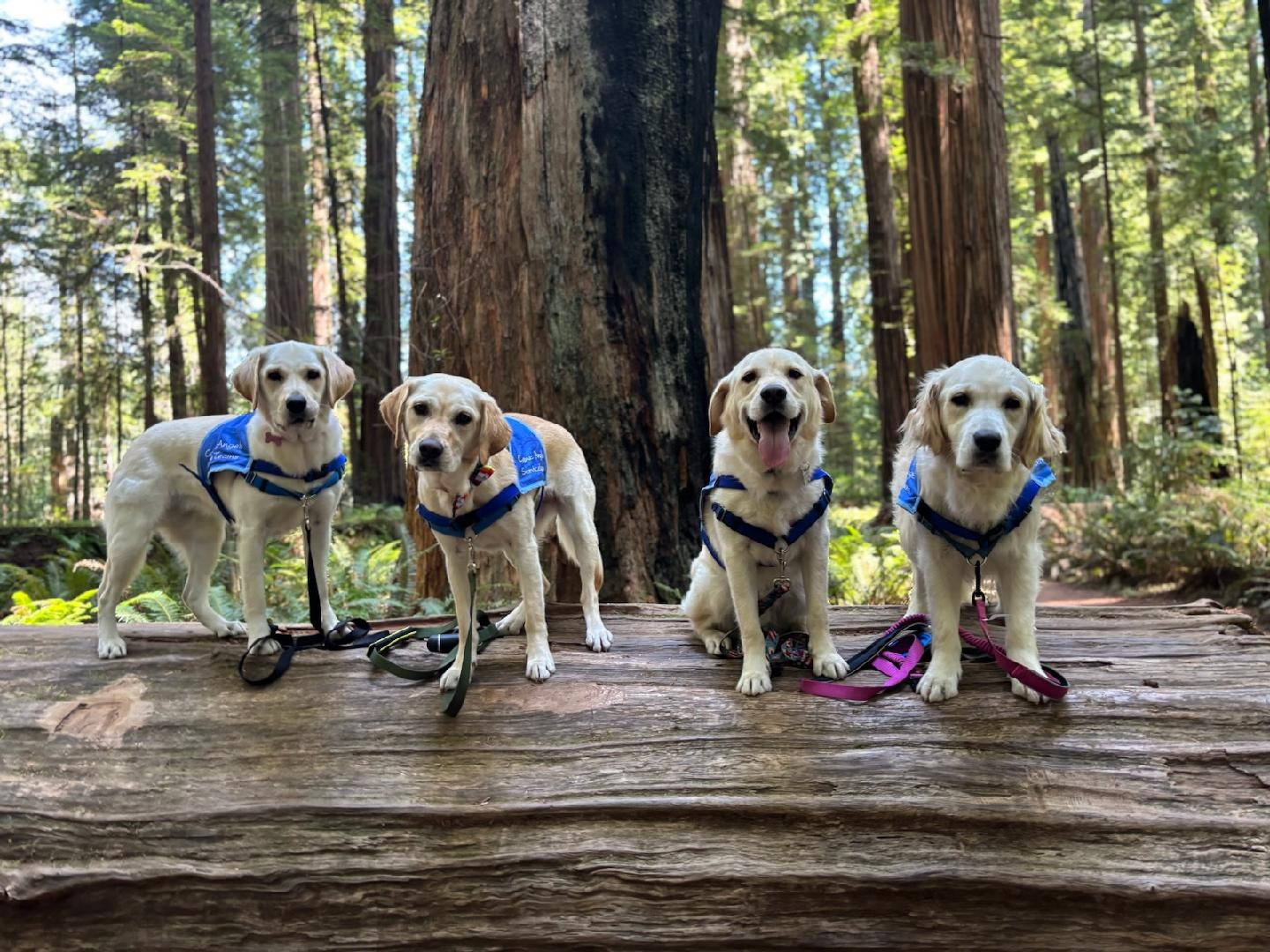 Canine Angels Service Teams