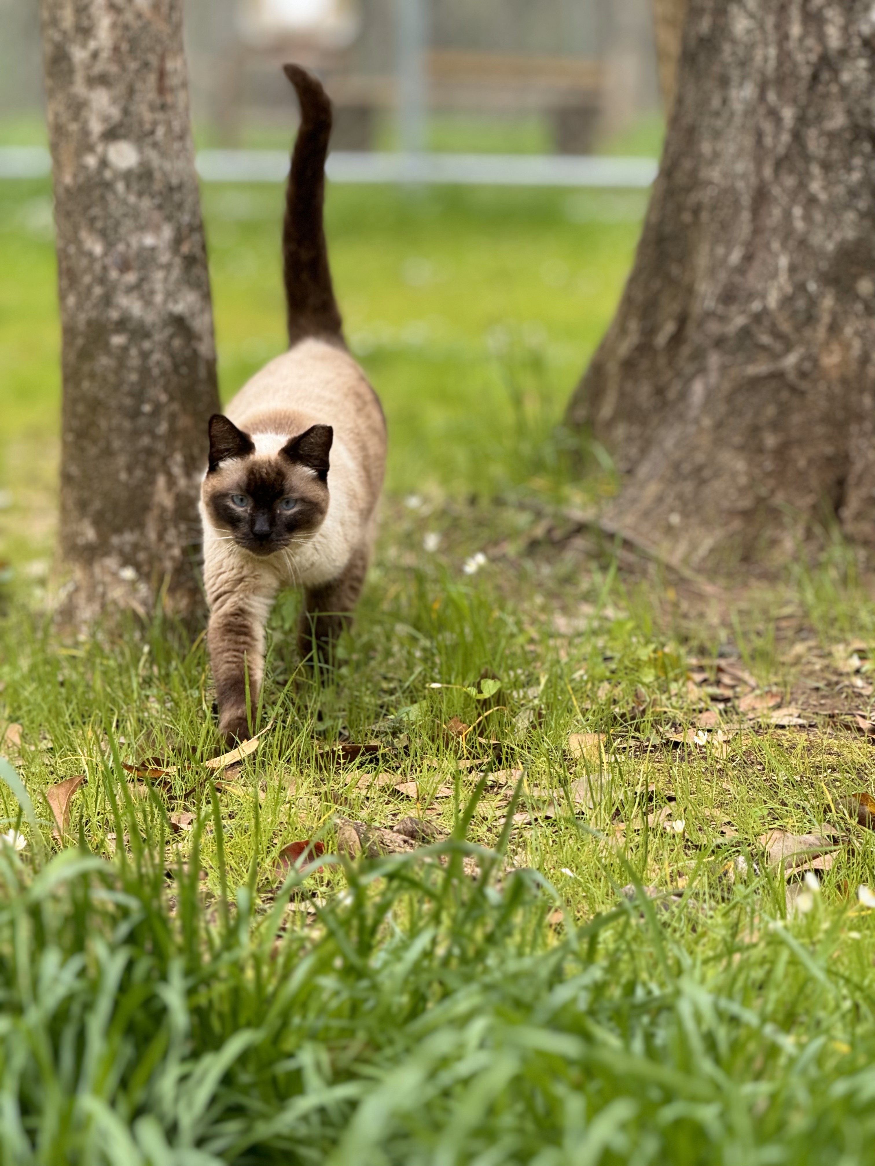 Coastal Cats and Critters Inc