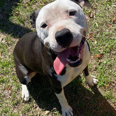 Hallie Hill Animal Sanctuary Path for Paws
