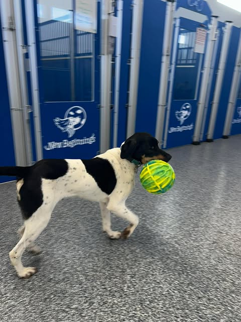 New Beginnings International Sporting Dog Rescue Rescue Ranch Pathway to New Beginnings