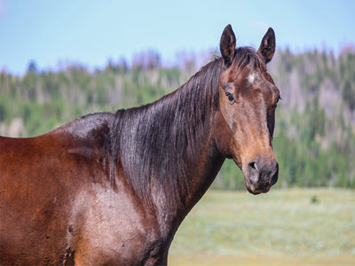 Sanctuary Horses