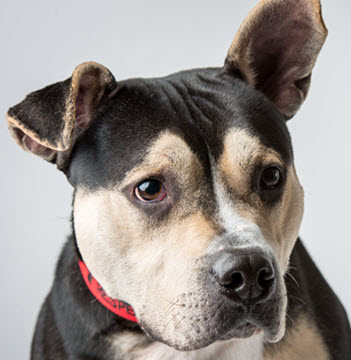 Second Chance Animal Center Join us as we Step into our New Future