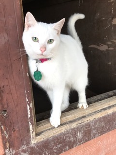 Yaqui Animal Rescue Brick Fundraiser