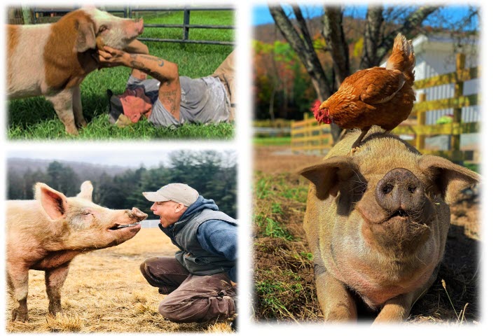Arthurs Acres Animal Sanctuary Phoenix Barn