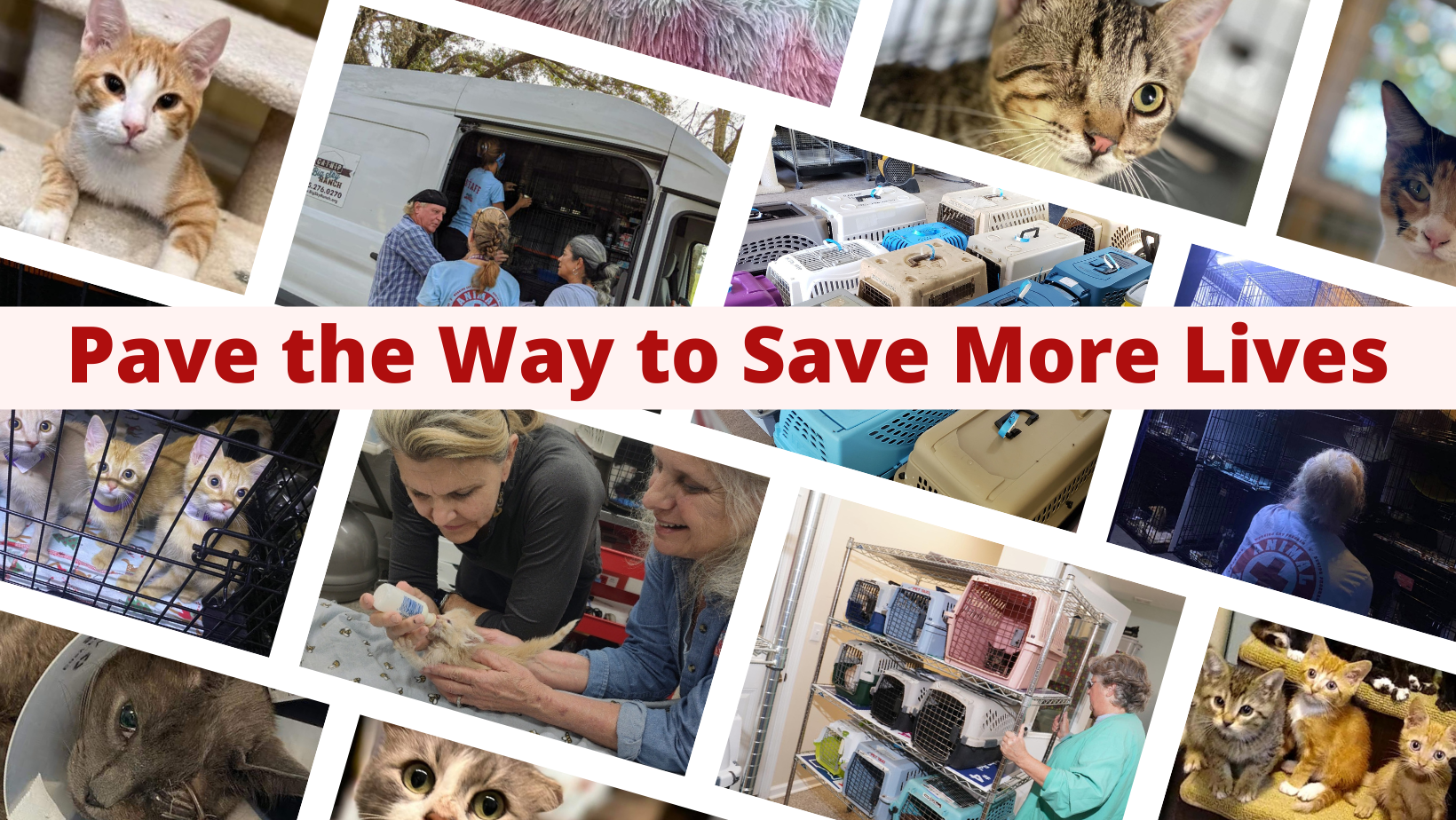 Big Sky Ranch/CATNIP Foundation Help Us Pave the Way to Save More Lives