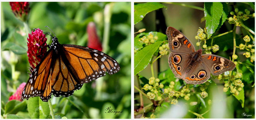 Keep Shady Shores Beautiful Butterfly Garden