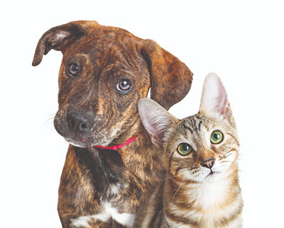 Live Love Barc Pavers 4 Pets
