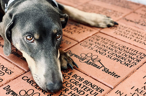 Dogwood Animal Shelter Dogwood Animal Shelter Legacy Brick Project