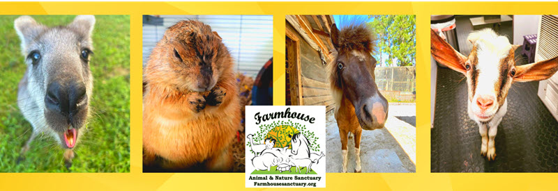Farmhouse Animal & Nature Sanctuary Walk-of -Fame Fundraiser