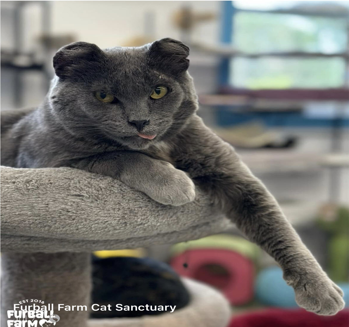 Furball Farm Cat Sanctuary Paver Fundraiser