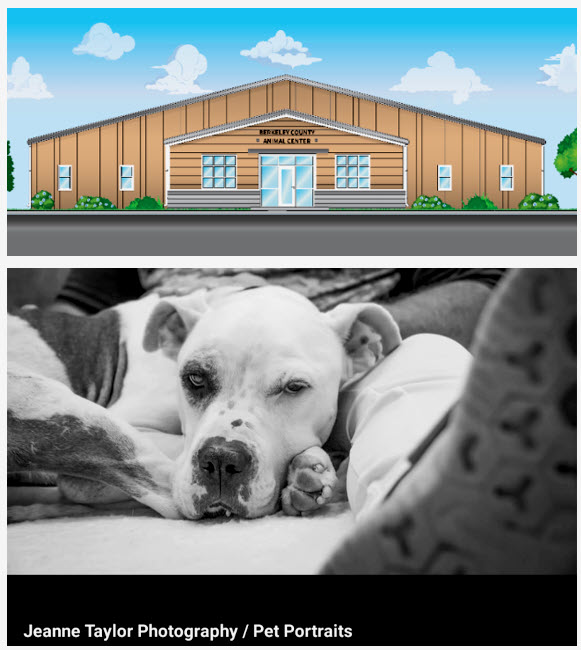 Friends of Berkeley Animal Center Pawsitively Building Berkeley