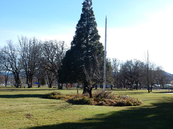Friends of the Hayfork Park Hayfork Always