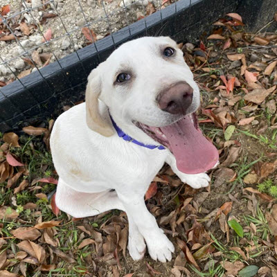 Hallie Hill Animal Sanctuary Path for Paws