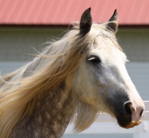Hooves of Hope Equestrian Center, Inc. Veterans Project