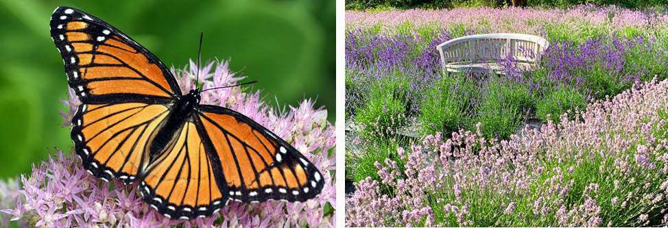 Community Butterfly Garden