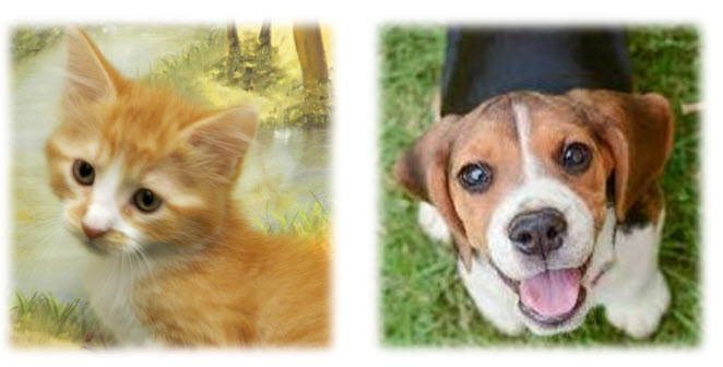 Pets Fur People Christmas Brick Campaign