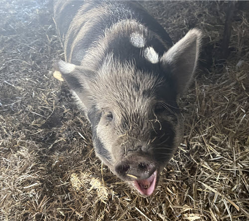 Piggy Sue Rescue