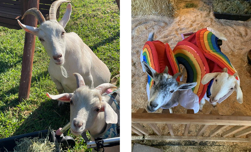 Ruby Slipper Goat Rescue Follow the Yellow Brick Road Fundraiser