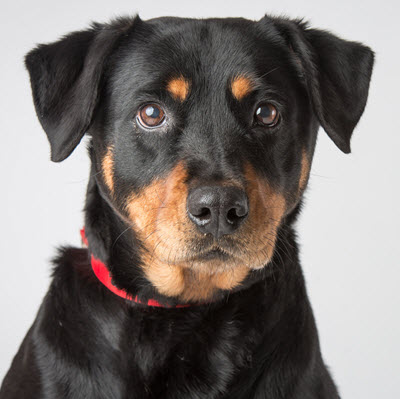 Second Chance Animal Center Join us as we Step into our New Future