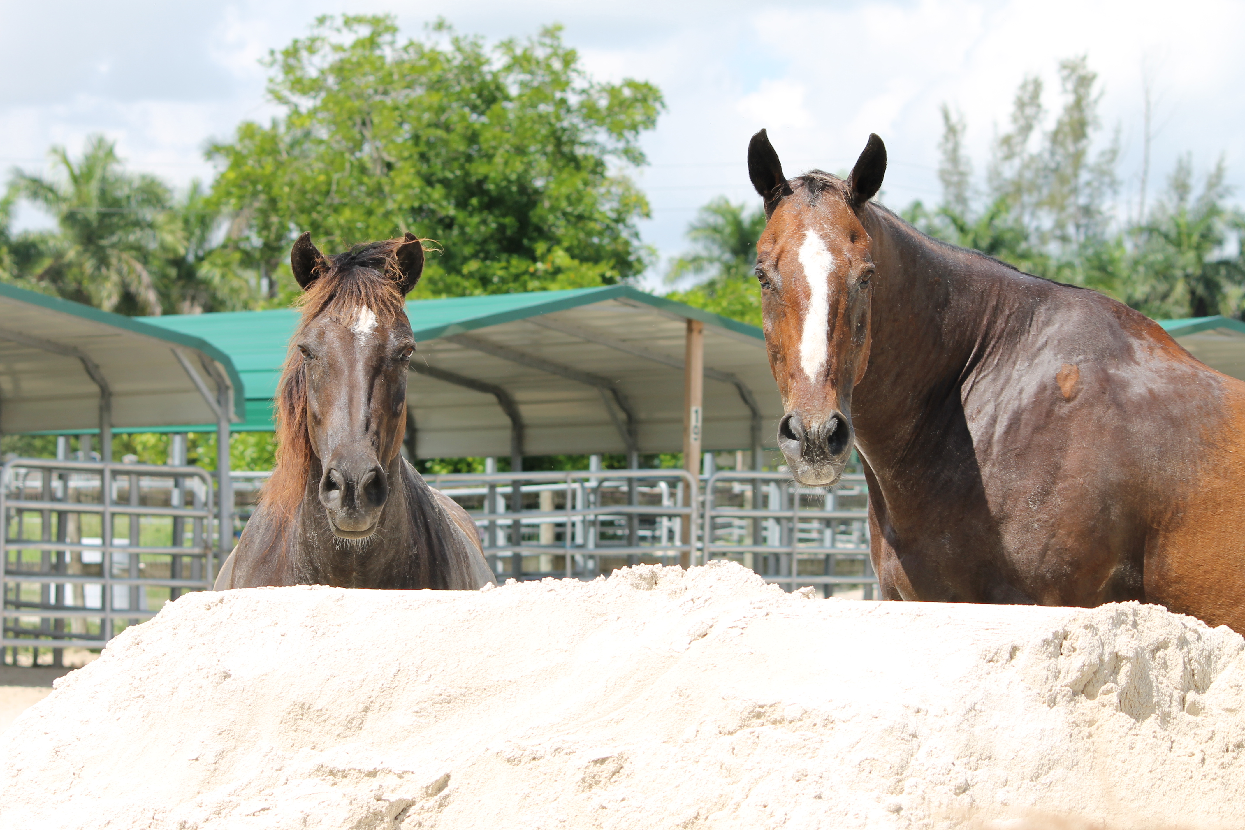 South Florida SPCA BRICKS FOR RESCUES